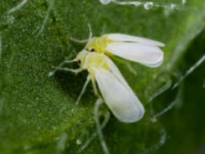 blog mosca blanca